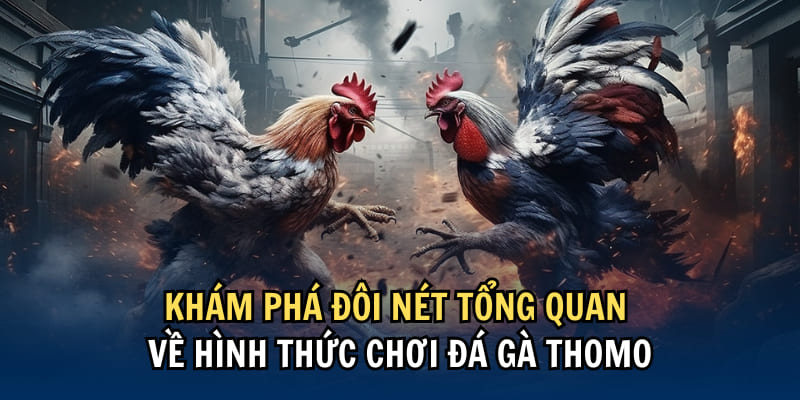 Những điều cần nắm về loại hình chọi gà Thomo kinh điển