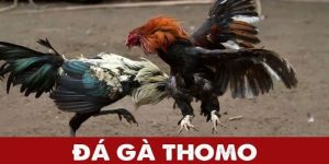 Đá Gà Thomo | Sàn Đấu Của Các Thần Kê Hàng Đầu