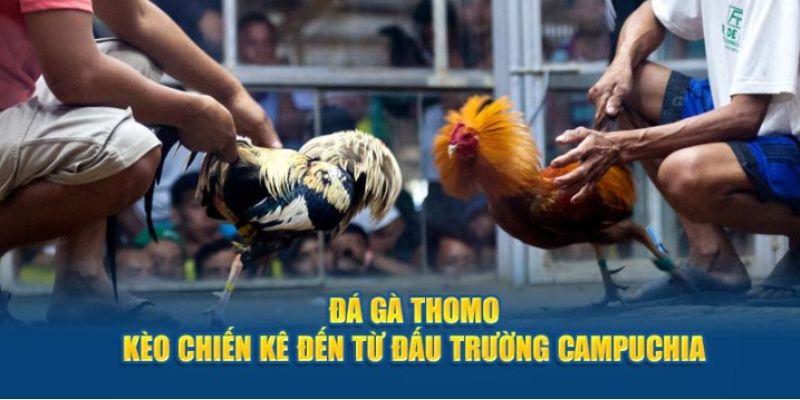  Mang đến cảm giác sống động như đang có mặt tại trường đấu thực tế.